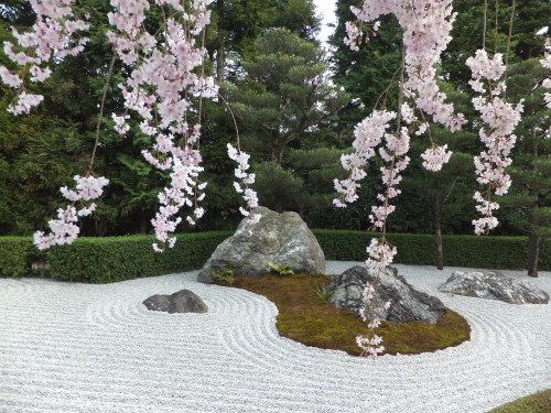 京都の桜散歩*記録_f0320815_16260036.jpg