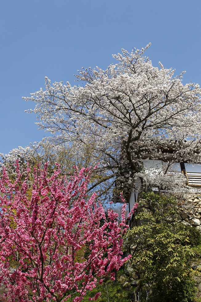 桜撮影2014・長谷寺_b0269618_6224922.jpg