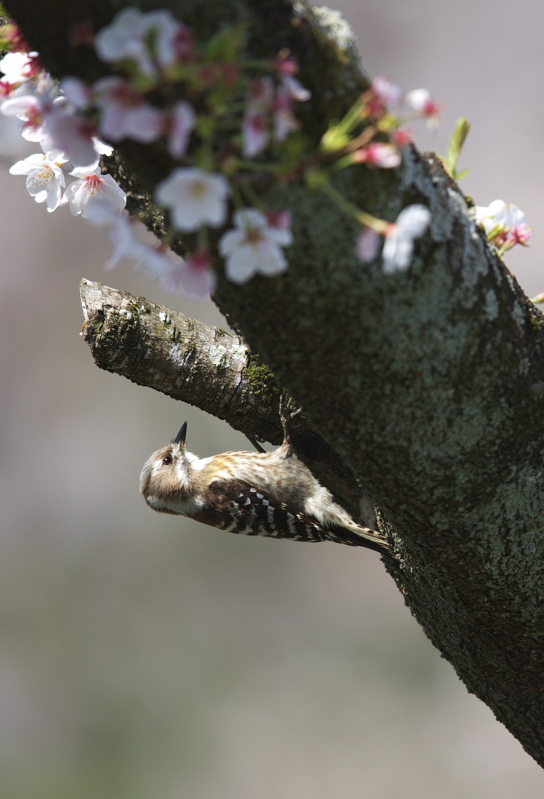 桜コゲラ_f0288418_846149.jpg