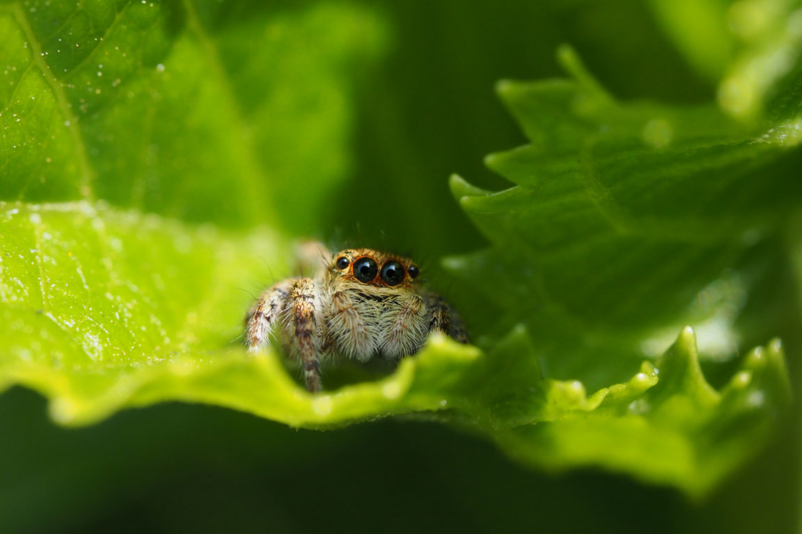 Jumping Spider_b0023523_18295687.jpg