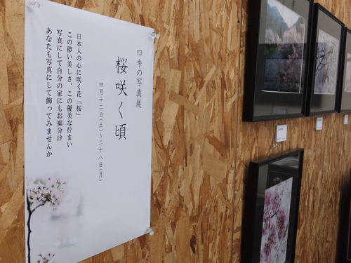 店内に桜が咲きました_f0221724_14522490.jpg