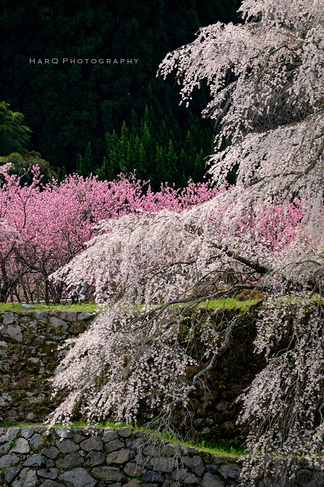 桜、サクラ、さくら_c0198227_18443351.jpg