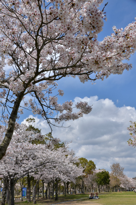 幸せな桜日和_e0255927_1831177.jpg