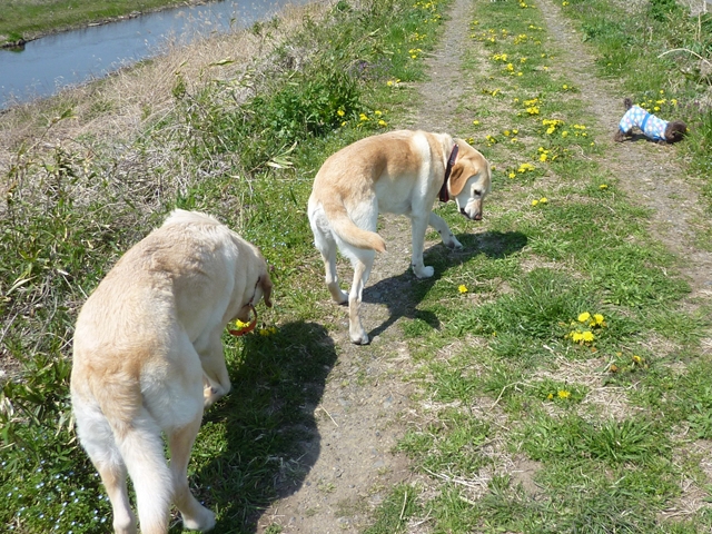 そら君と春の花_f0032332_19352193.jpg