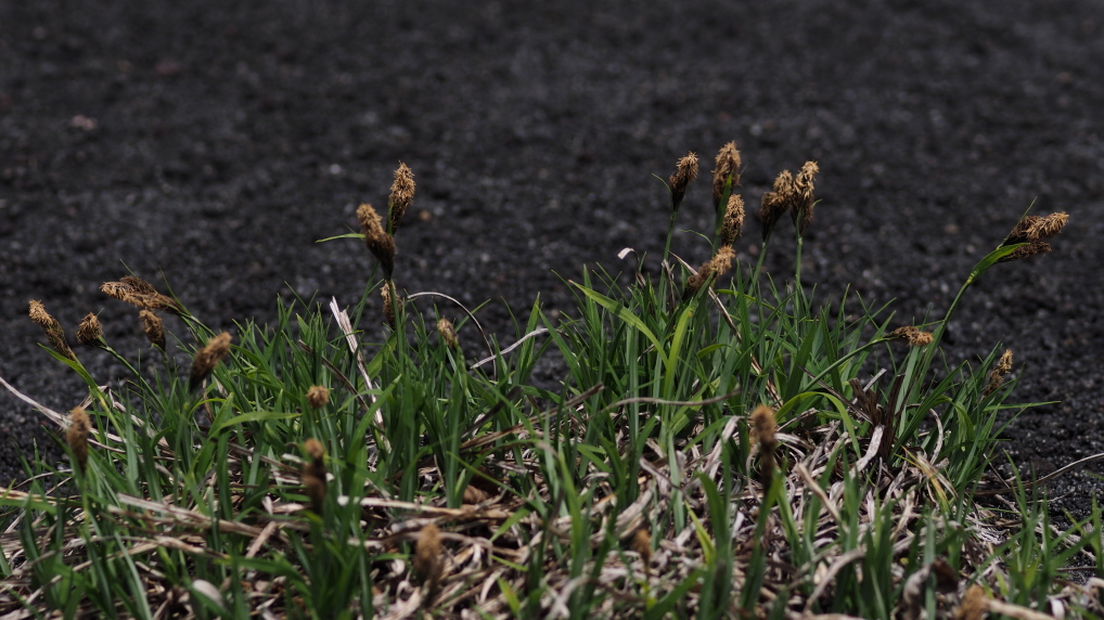 b0201233_23335175.jpg