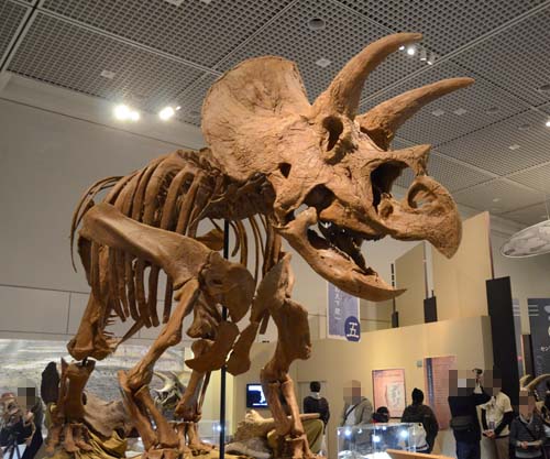 トリケラトプス展(下) : ふぉっしるもしてみむとてするなり トリケラトプス展(下) : ふぉっしるもしてみむとてするなり