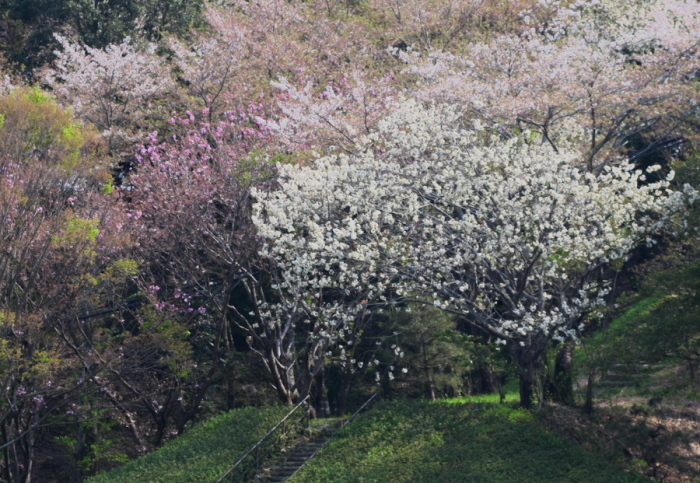 蓮華寺池公園は春真っ盛り_c0309734_01114218.jpg
