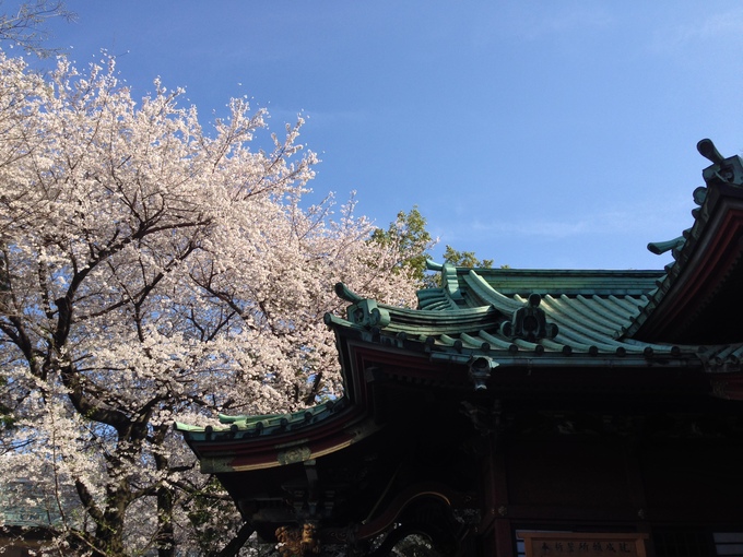 桜・駆け足_e0081334_4104173.jpg