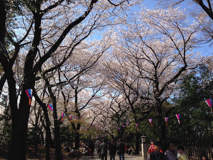 桜・駆け足_e0081334_4105010.jpg