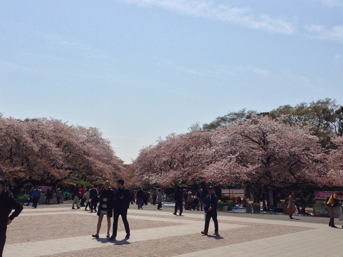 桜・駆け足_e0081334_4185831.jpg