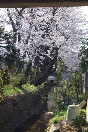 文化町　七郷堀の桜_b0169238_22191854.jpg