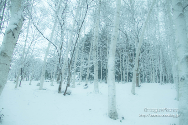 モノクロリターンズ♪①～雪の白樺林_b0197639_2232169.jpg