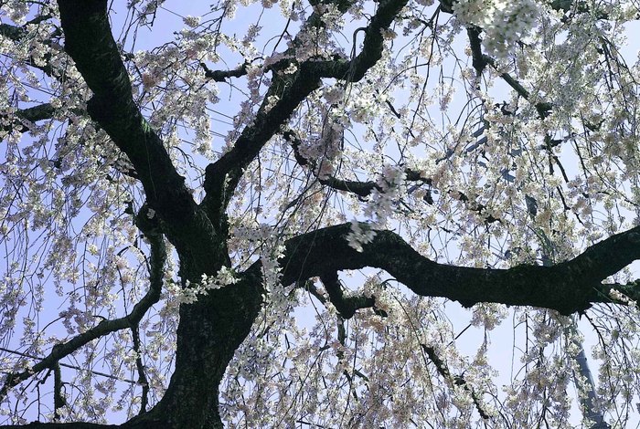 舟丁の枝垂桜 2014 (SIGMA DP2 Merrill)_d0237340_6192070.jpg