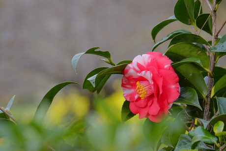 花盛りの高蔵寺_d0315340_21131051.jpg