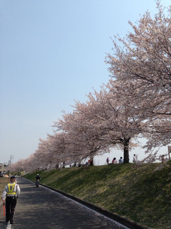 羽村堰の桜_d0124543_7144226.jpg