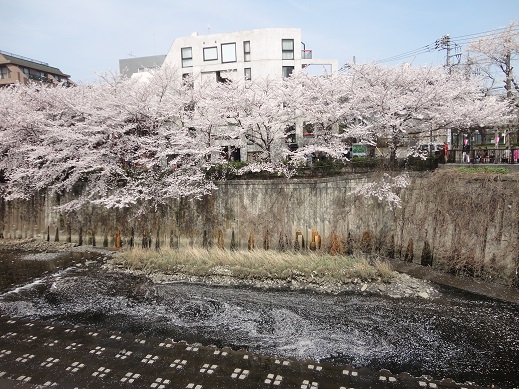 満開の桜♪_e0201748_6105260.jpg