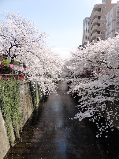 満開の桜♪_e0201748_685686.jpg