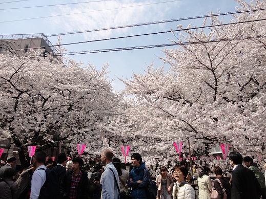 満開の桜♪_e0201748_692765.jpg