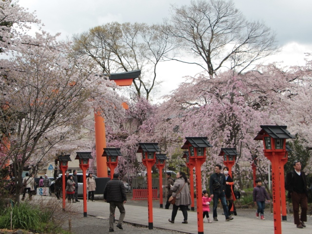 街なかの桜をめぐる（その１）　平野神社_e0017051_1144557.jpg