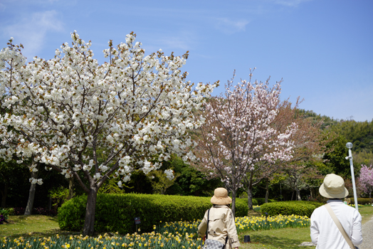 淡路島国営明石海峡公園_c0167252_1744191.jpg