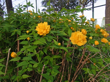 a0044453_10365720.gif