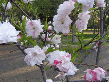 a0044453_15323466.gif