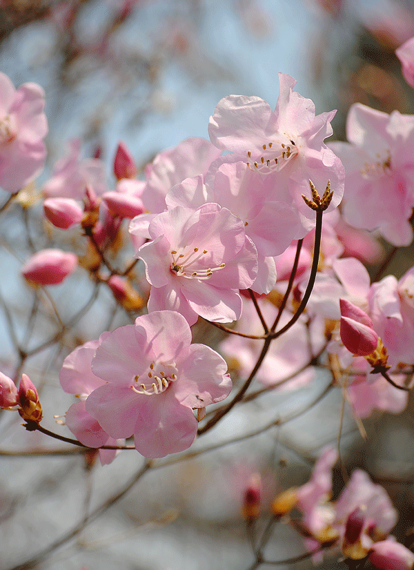 4月12日　赤城自然園 早春の木の花たち_a0001354_22234817.gif