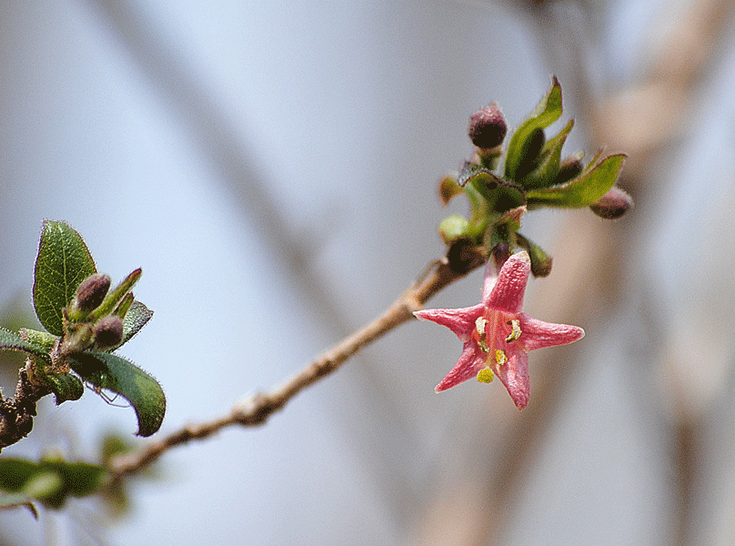 4月12日　赤城自然園 早春の木の花たち_a0001354_22293035.gif