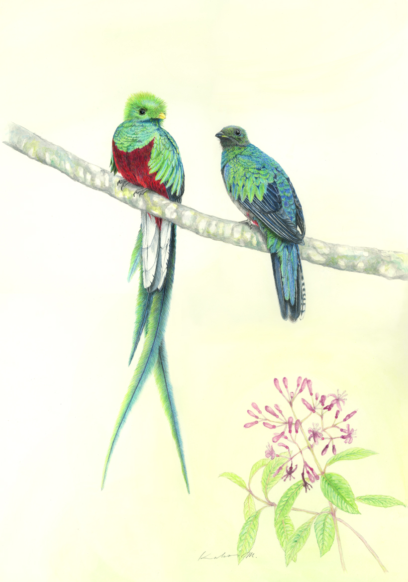 色鉛筆で描いた野鳥画 カザリキヌバネドリ Resplendent Quetzal 36cm 51cm ぼちぼち と 野鳥大好き O