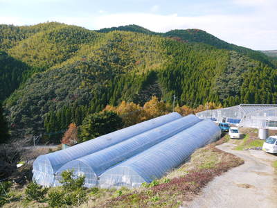 究極の柑橘「せとか」 今期発送分残りわずか!!&匠の選定作業!_a0254656_1820336.jpg