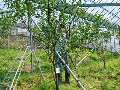 究極の柑橘「せとか」 今期発送分残りわずか!!&匠の選定作業!_a0254656_18434584.jpg