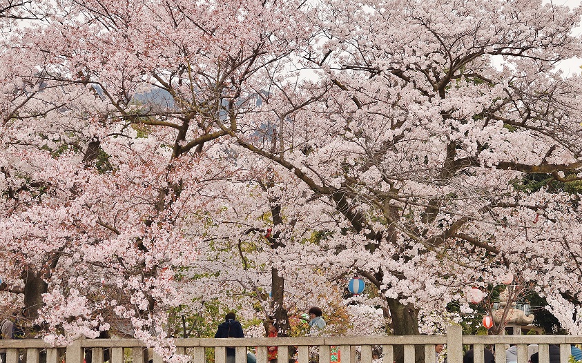 神戸護国神社の桜 たんぶーらんの戯言