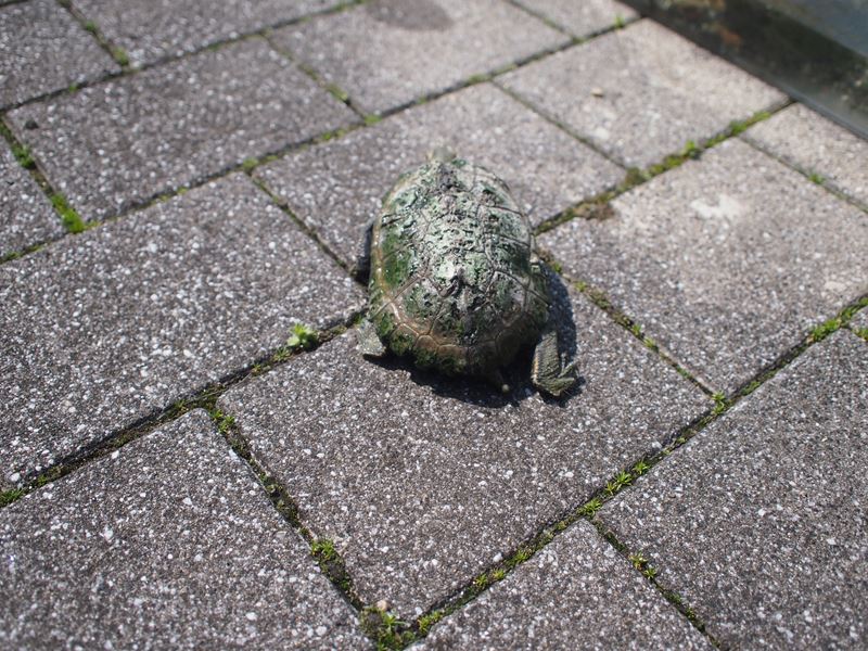 カメさん_b0279058_173338100.jpg