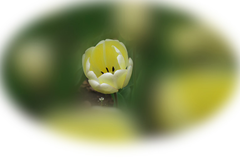 よこはま花と緑のスプリングフェア　　2014-4-11_d0237959_22451660.jpg
