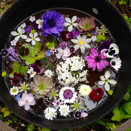 木になる花 揺れる花 水に浮かべる花 Iwaogarden春 いわおの日々ing 夢見る頃がとっくに過ぎ去っても