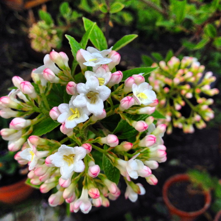 木になる花 揺れる花 水に浮かべる花 Iwaogarden春 いわおの日々ing 夢見る頃がとっくに過ぎ去っても