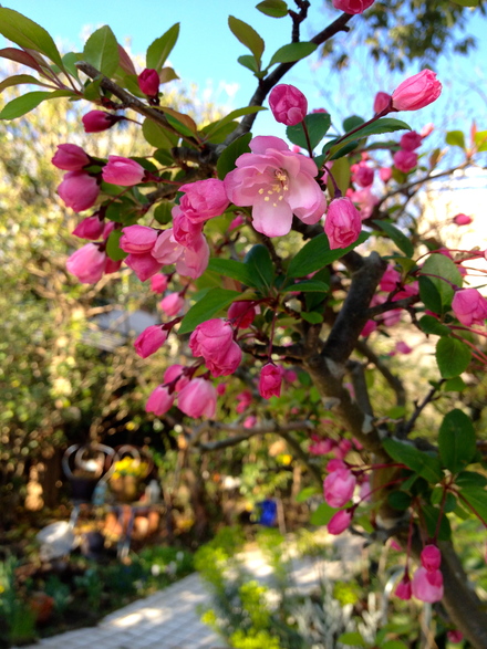 木になる花 揺れる花 水に浮かべる花 Iwaogarden春 いわおの日々ing 夢見る頃がとっくに過ぎ去っても