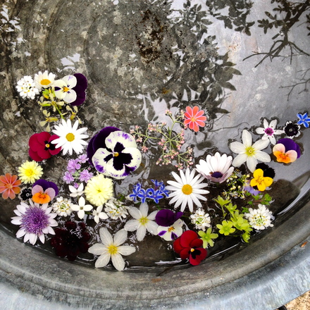 木になる花 揺れる花 水に浮かべる花 Iwaogarden春 いわおの日々ing 夢見る頃がとっくに過ぎ去っても