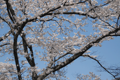 b0174462_22504126.gif