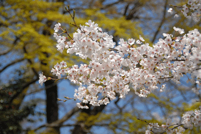 b0174462_22505988.gif