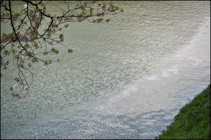 千鳥ヶ淵緑道のお堀の花筏_a0031363_2281466.jpg