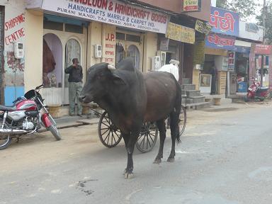 2011.11.06  Agra/India_a0165963_22463329.jpg