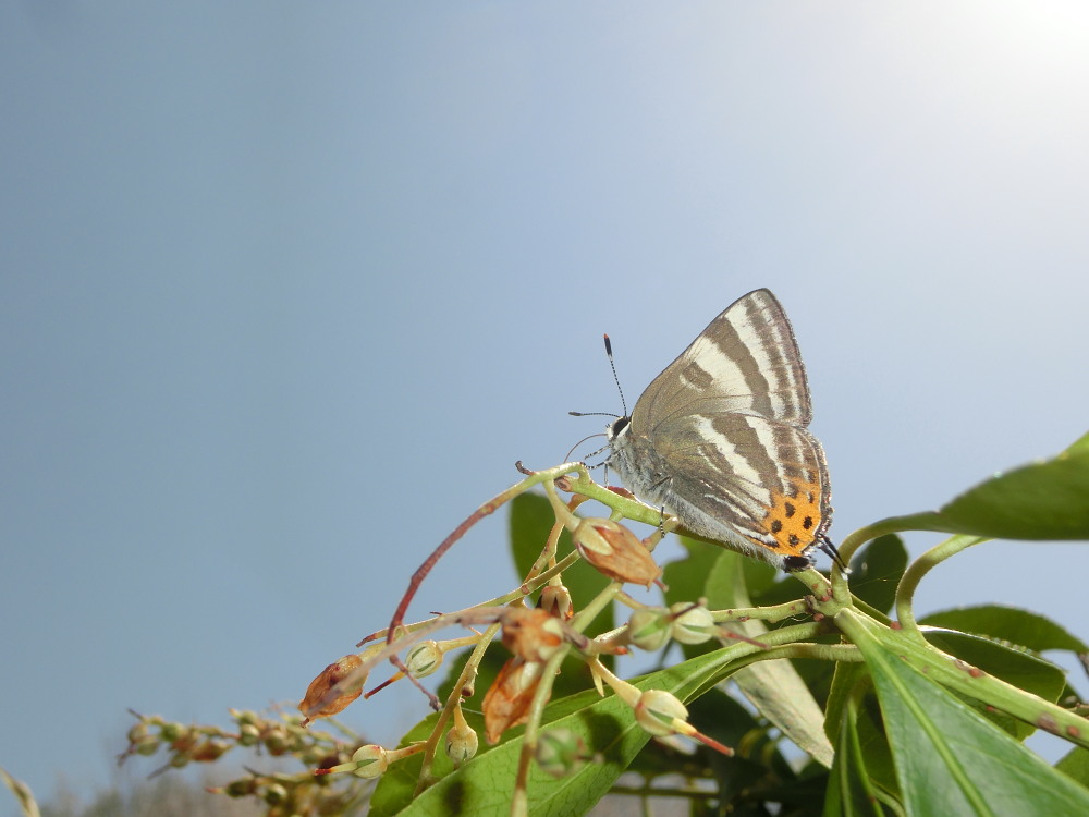 トラフシジミ　独り占め？　2014.4.11埼玉県_a0146869_5435191.jpg