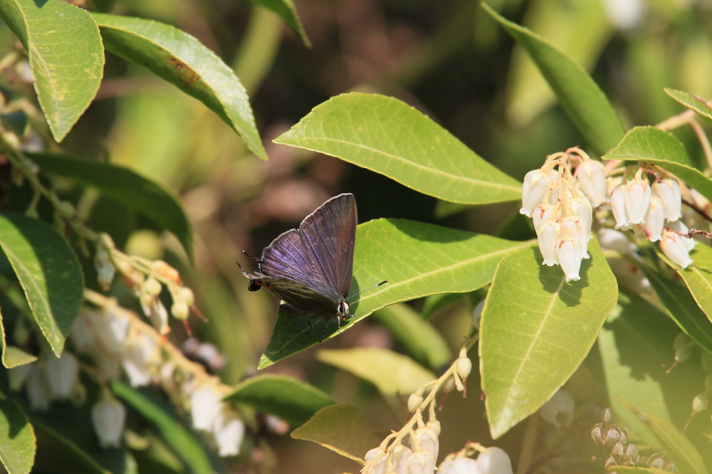 トラフシジミ　独り占め？　2014.4.11埼玉県_a0146869_65879.jpg