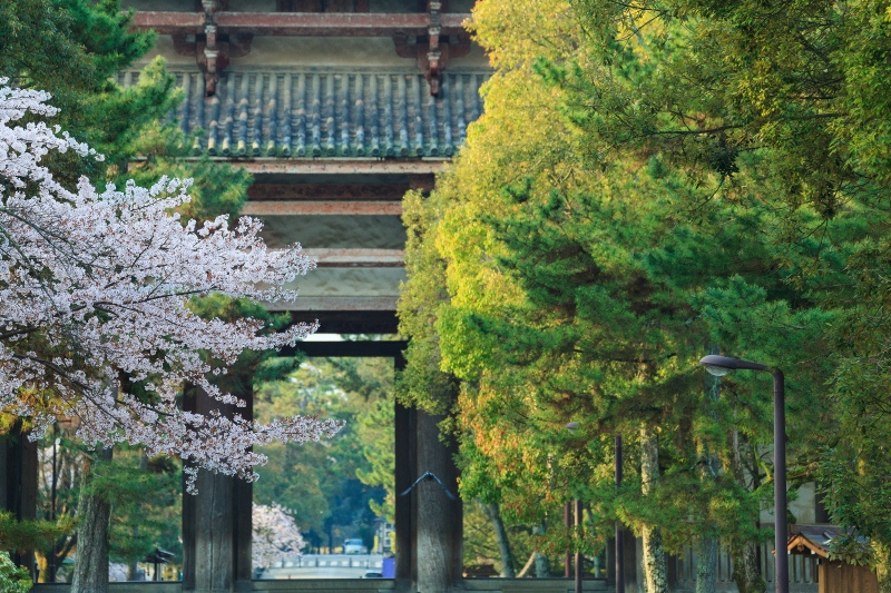 春色の境内-2　　東大寺に魅せられて34_a0314571_8181420.jpg