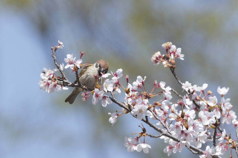 桜　スズメとニュウナイスズメ_f0053272_2303689.jpg