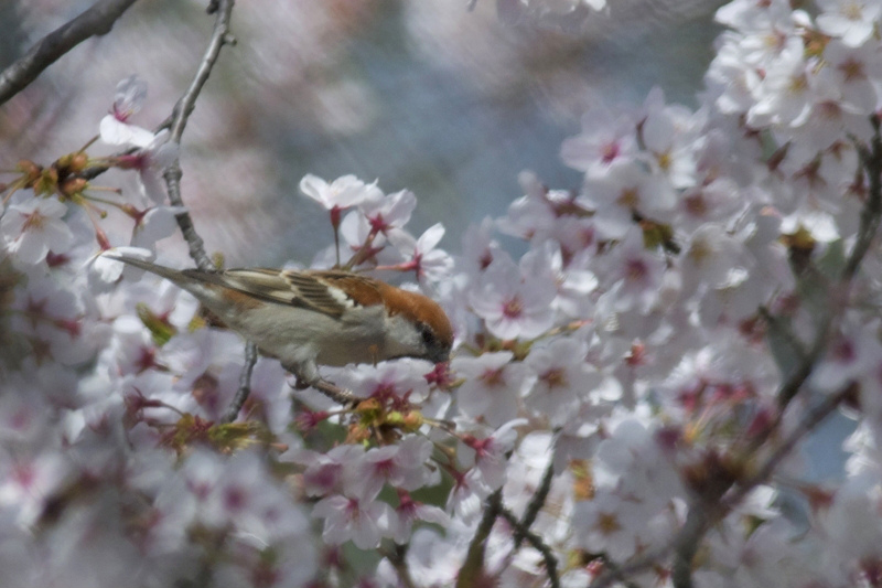 ニュウナイスズメ_f0053272_23101560.jpg