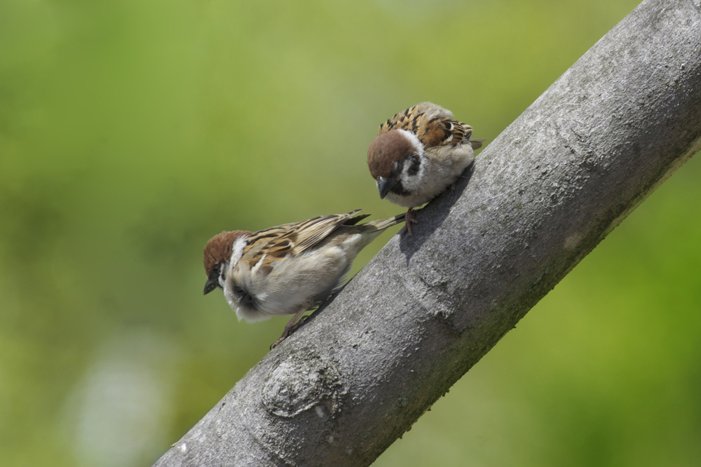 桜　スズメとニュウナイスズメ_f0053272_236372.jpg