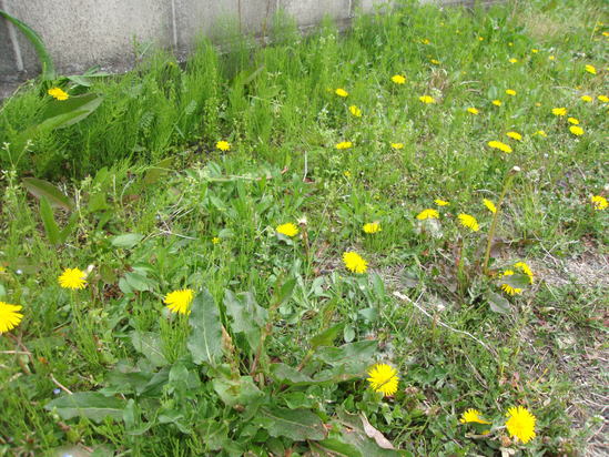 c0228378_17642100.jpg