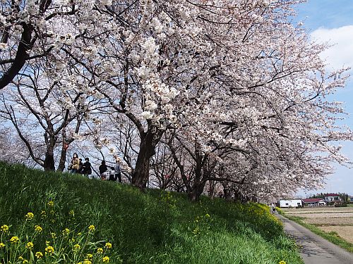 満開の桜堤_b0134988_14393915.jpg